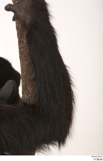 Chimpanzee Bonobo arm 0012.jpg